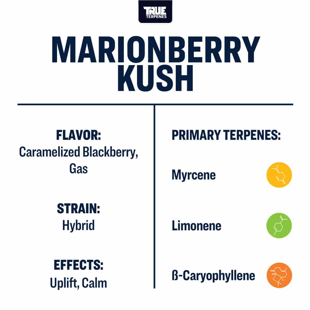 Marionberry Kush - Live Alchemy - Buy Terpenes UK