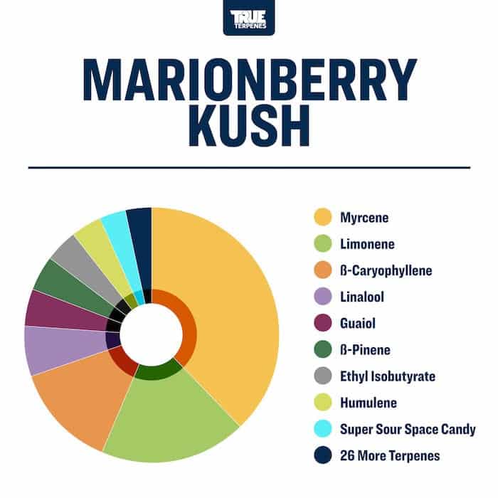 Marionberry Kush - Live Alchemy - Buy Terpenes UK